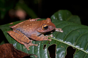 Grenouille de Madagascar, Boophis de Madagascar, Boophis madagascariensis, Madagascar