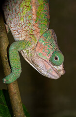 Cameleon Parson; male; Chamaeleo p.parsonii; Madagascar