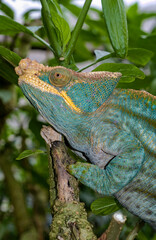Cameleon Parson; male; Chamaeleo p.parsonii; Madagascar