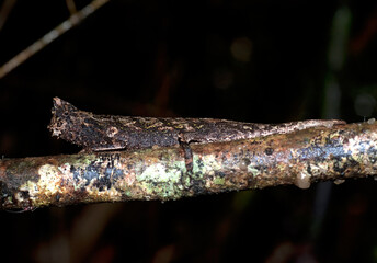 Caméléon nain, Brookesia thieli, Madagascar