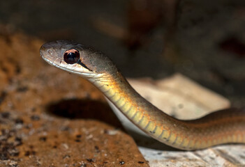 Couleuvre de Madagascar, Leioheterodon sp, Madagascar