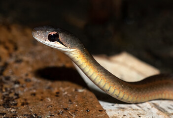Couleuvre de Madagascar, Leioheterodon sp, Madagascar