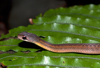 Couleuvre de Madagascar, Leioheterodon sp, Madagascar
