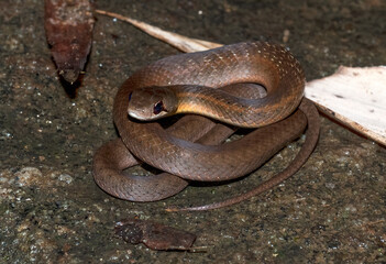 Couleuvre de Madagascar, Leioheterodon sp, Madagascar