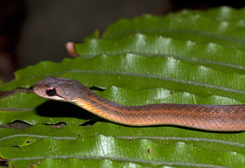 Couleuvre de Madagascar, Leioheterodon sp, Madagascar