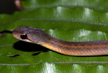 Couleuvre de Madagascar, Leioheterodon sp, Madagascar