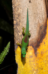 Gecko de Madagascar, Phelsuma madagascariensis, Madagascar