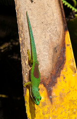Gecko de Madagascar, Phelsuma madagascariensis, Madagascar
