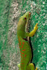 Gecko de Madagascar, Phelsuma madagascariensis, Madagascar