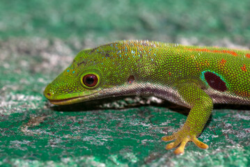 Gecko de Madagascar, Phelsuma madagascariensis, Madagascar