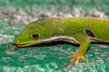 Gecko de Madagascar, Phelsuma madagascariensis, Madagascar