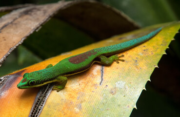 Gecko de Madagascar, Phelsuma madagascariensis, Madagascar