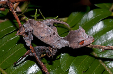 Uroplate satanique, gecko satanique à queue de feuille, Uroplatus phantasticus, Madagascar