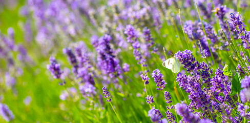 Butterflies on spring lavender flowers under sunlight. Beautiful landscape of nature with a panoramic view. Hi spring. long banner