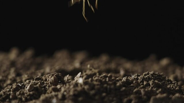 fresh ginseng is pulled out of the soil.