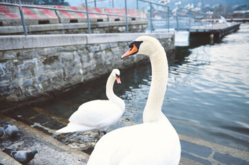 Elegant swans by a stone pier on a tranquil lake on a serene day