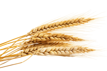 An Ear Of Wheat