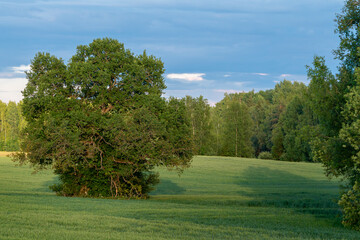 landscape with trees