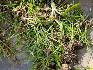 Old tray filled with weeds. removal of weeds and grass in the garden.