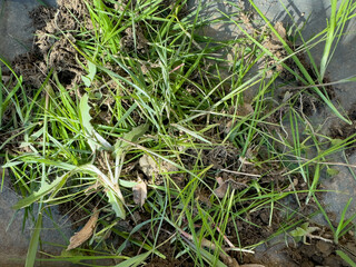 Garden Weeds Removed and Piled Up.