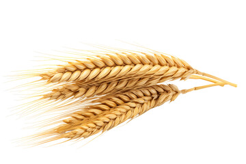 An Ear Of Wheat