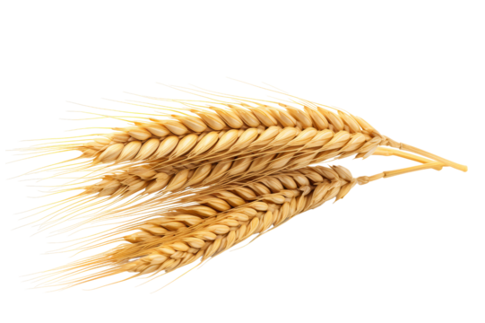 An Ear Of Wheat