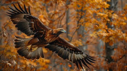 Golden eagle flying through autumn forest