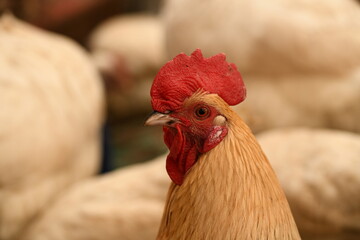 Chickens on a farm. Breeding poultry and chicken eggs