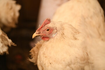 Chickens on a farm. Breeding poultry and chicken eggs