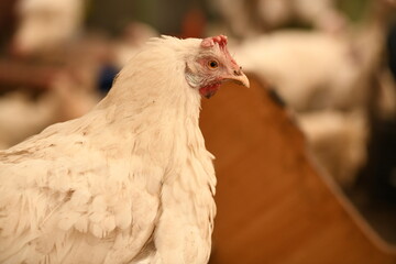 Chickens on a farm. Breeding poultry and chicken eggs