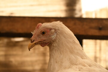Chickens on a farm. Breeding poultry and chicken eggs