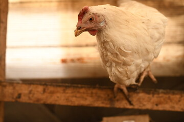 Chickens on a farm. Breeding poultry and chicken eggs
