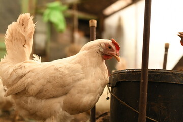 Chickens on a farm. Breeding poultry and chicken eggs