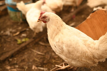 Chickens on a farm. Breeding poultry and chicken eggs