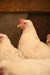 Chickens on a farm. Breeding poultry and chicken eggs