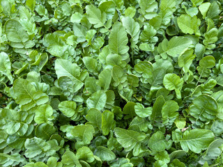 White Radish Thriving on an Organic Farm. A Glimpse into Agricultural Fields.