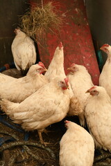 Chickens on a farm. Breeding poultry and chicken eggs