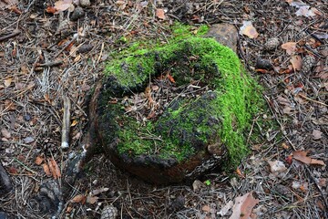 Rotting tree root covered with moss