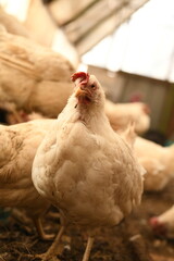 Chickens on a farm. Breeding poultry and chicken eggs