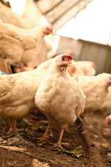 Chickens on a farm. Breeding poultry and chicken eggs