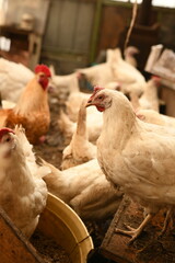 Chickens on a farm. Breeding poultry and chicken eggs