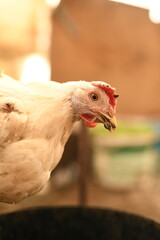 Chickens on a farm. Breeding poultry and chicken eggs