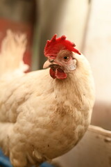 Chickens on a farm. Breeding poultry and chicken eggs