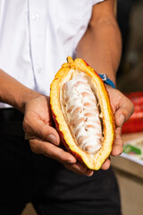 Theobroma cacao - Hand of Colombian farmer holding the cocoa fruit in his hands
