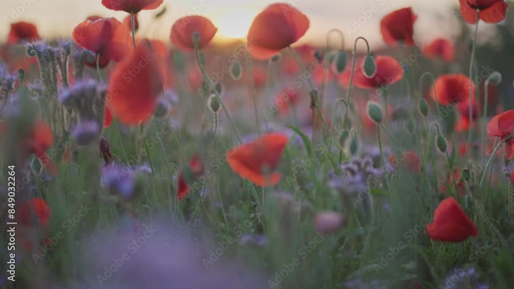 Poster Shallow DOF sunset view of red poppies field. Setting sun breaks through red poppy and other summer wild flowers. Gimbal, 4K shot