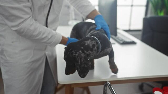 A veterinarian in a clinic examines a dachshund dog on a white table with gloved hands.