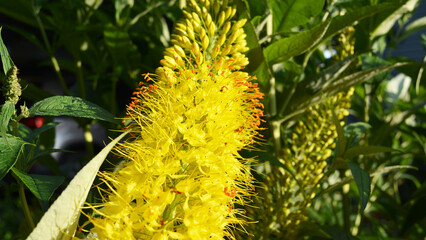 Eremurus Cleopatra Foxtail Lily in the flower garden macro shot. Beautiful background