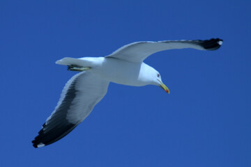 Obraz premium Beautiful seagull flying over the sea