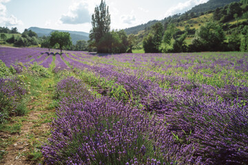 Field of lavender in Drome France with green hill backdrop. Beautiful summer landscape on a bright sunny day. Eco responsible sourcing of essential oils and makeup ingredients