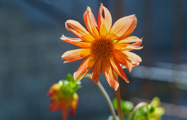 A fire flower opened